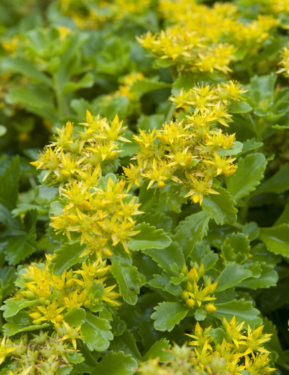 Sedum kamtschaticum (Vetkruid) Sedum kamtschaticum (Vetkruid)