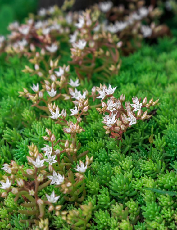 Sedum lydium (Vetkruid)