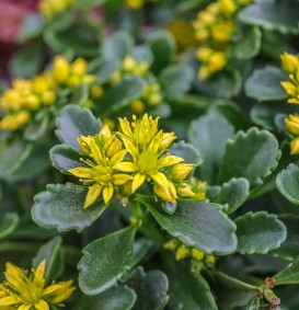 Sedum acre 'Elegans' (Gele muurpeper)