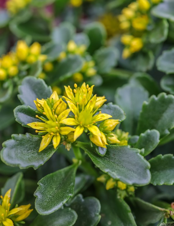 Sedum acre 'Elegans' (Gele muurpeper)