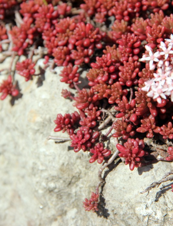 Sedum album 'Coral Carpet' (Vetkruid)
