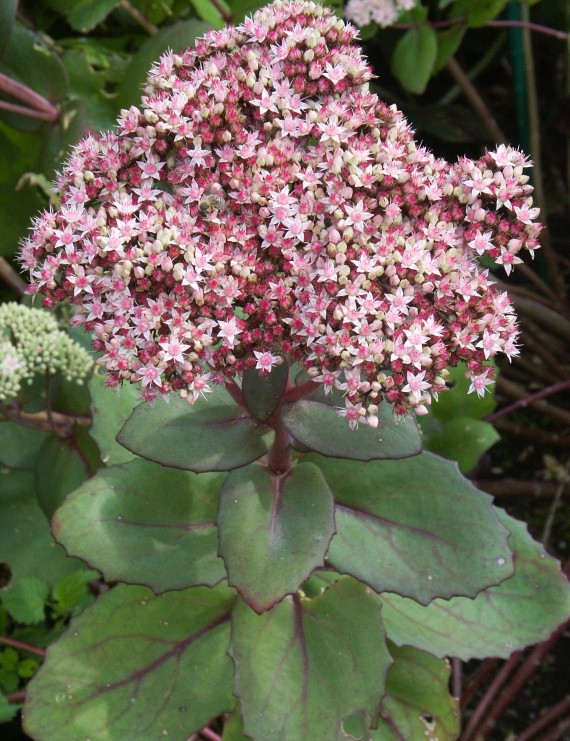 Sedum cauticola 'Lidakense' (Vetkruid)