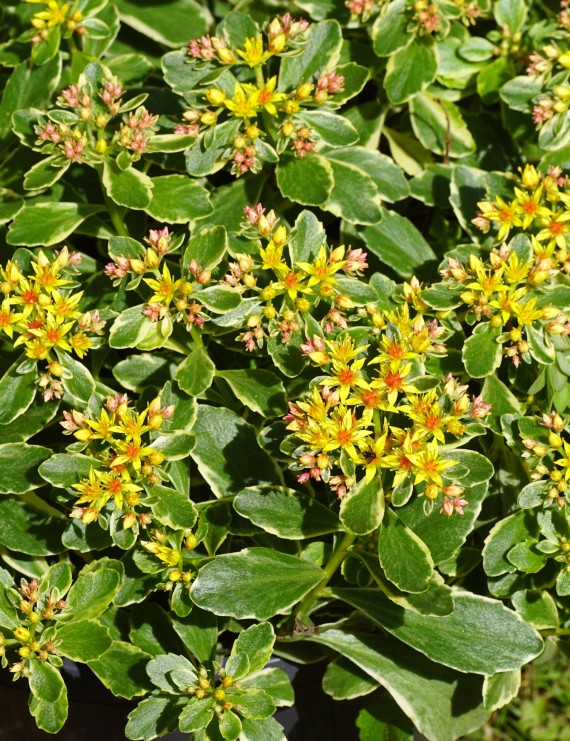 Sedum kamtschaticum 'Variegatum' (Vetkruid)