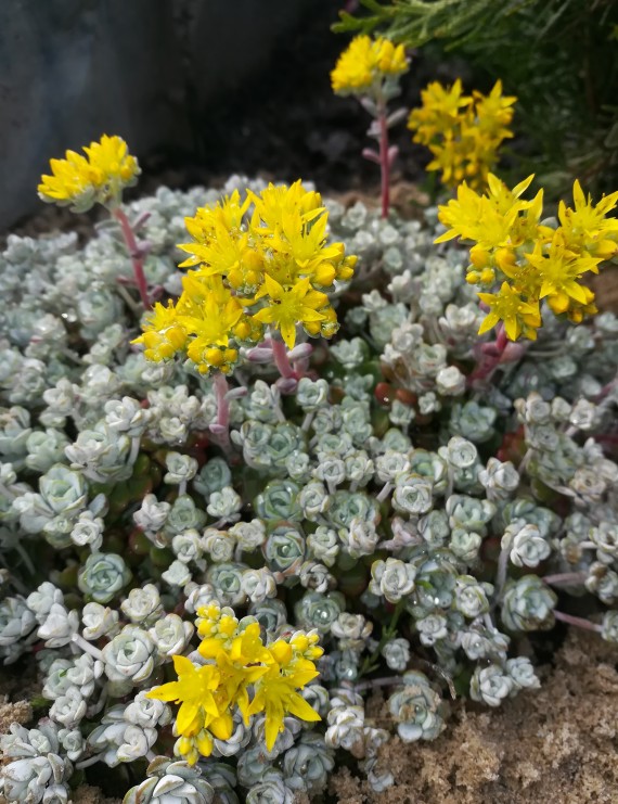 Sedum spathulifolium 'Cape Blanco' (Vetkruid)