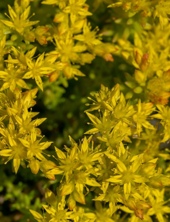 Sedum spathulifolium 'Purpureum' (Vetkruid)