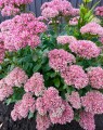 Sedum spectabile 'Brillant' (Vetkruid)