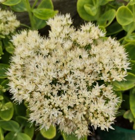 Sedum spectabile 'Stardust' (Vetkruid)