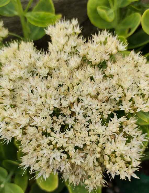 Sedum spectabile 'Stardust' (Vetkruid)