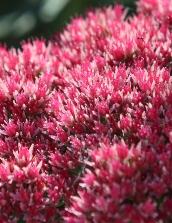 Sedum spurium 'Schorbusser Blut' (Vetkruid)