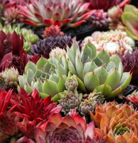 Sempervivum arachnoideum in gemengde soorten (Huislook)