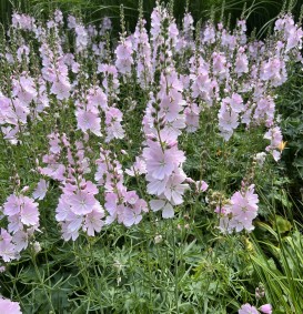 Sidalcea 'Elsie Heugh' (Malvakruid)