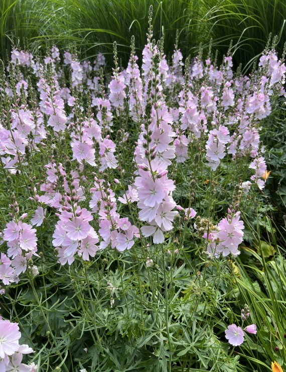 Sidalcea 'Elsie Heugh' (Malvakruid)