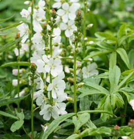 Sidalcea candida (Malvakruid)