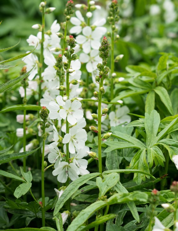 Sidalcea candida (Malvakruid)