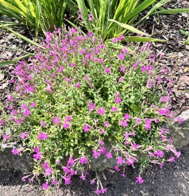 Silene schafta (Lijmkruid)