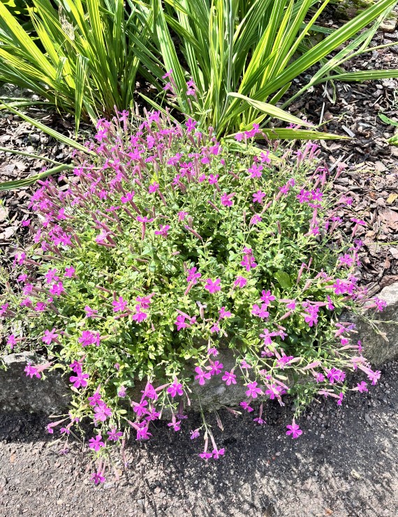 Silene schafta (Lijmkruid)