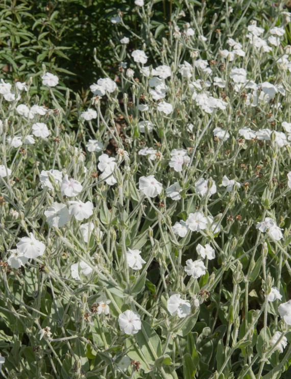 Silene maritima 'Weisskelchen' (Lijmkruid)