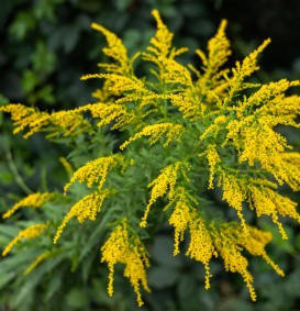 Solidago 'Goldkind' (Guldenroede)