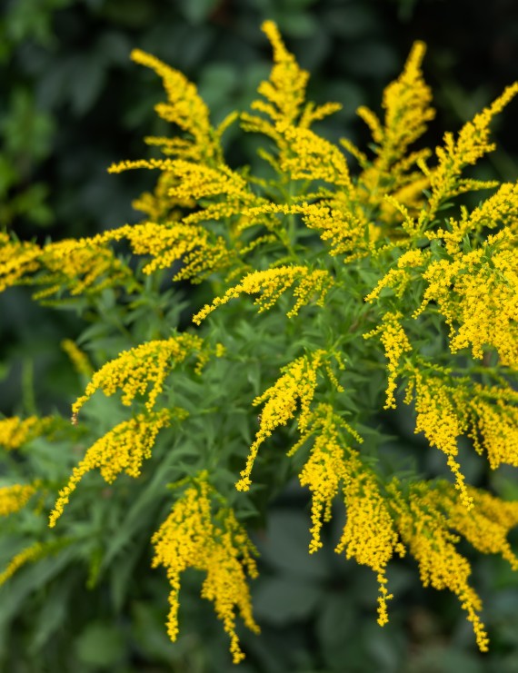 Solidago 'Goldkind' (Guldenroede)