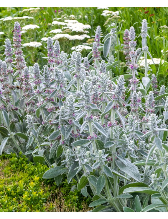 Stachys byzantina (=lanata) (Ezelsoor of Andoorn)