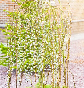 Salix caprea 'Kilmarnock' (Treurwaterwilg)