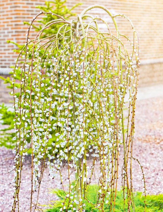 Salix caprea 'Kilmarnock' (Treurwaterwilg)