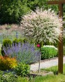 Salix integra 'Hakuro Nishiki' op  stam (Wilg)