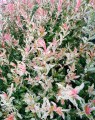 Salix integra 'Hakuro Nishiki' op  stam (Wilg)