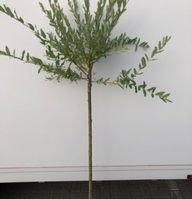 Salix integra 'Hakuro Nishiki' op  stam (Wilg)
