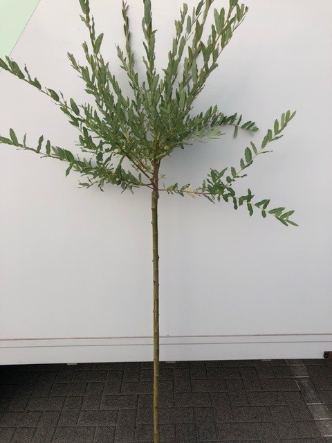 Salix integra 'Hakuro Nishiki' op  stam (Wilg)