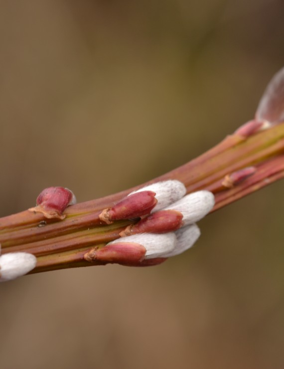 Salix udensis 'Sekka'  (Platwilg)