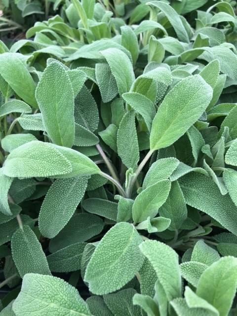 Salvia officinalis (Salie)