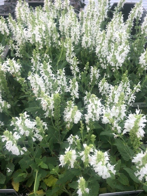 Salvia nemorosa 'Schneehugel' (Salie)