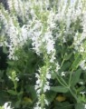 Salvia nemorosa 'Schneehugel' (Salie)