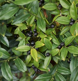 Sarcococca hookeriana var.humilis (Sarcococca hookeriana var.humilis)