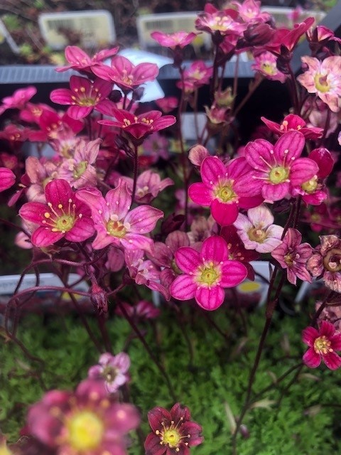 Saxifraga arendsii 'Purpurteppich' (Steenbreek)