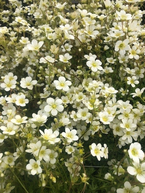 Saxifraga arendsii 'Schneeteppich' (Steenbreek)