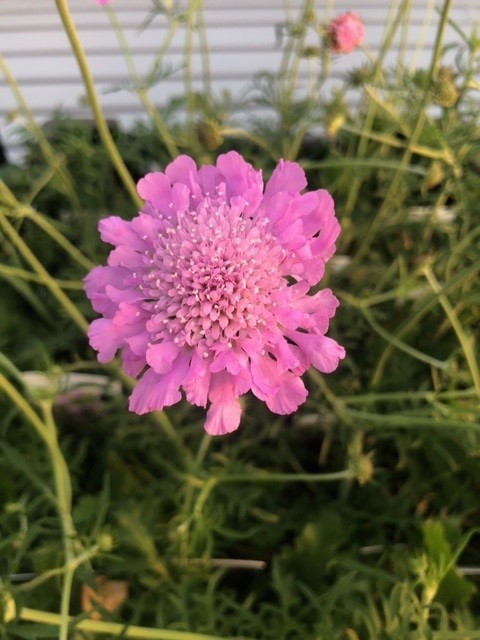 Scabiosa columbaria 'Pink Mist' (Duifkruid) Scabiosa columbaria 'Pink Mist' (Duifkruid)