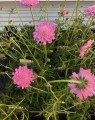 Scabiosa columbaria 'Pink Mist' (Duifkruid) Scabiosa columbaria 'Pink Mist' (Duifkruid)