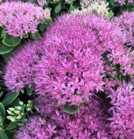 Sedum spectabile 'Brillant' (Vetkruid)
