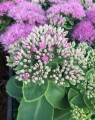 Sedum spectabile 'Brillant' (Vetkruid)