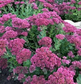 Sedum 'Herbstfreude' (Vetkruid)