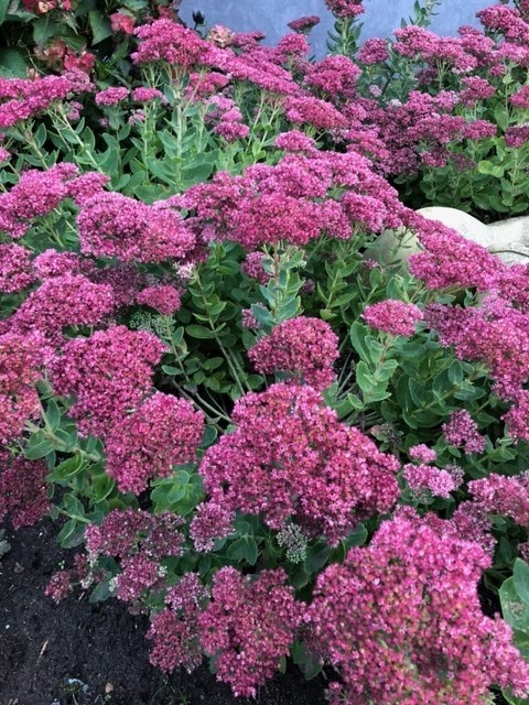 Sedum 'Herbstfreude' (Vetkruid)