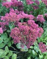 Sedum 'Herbstfreude' (Vetkruid)