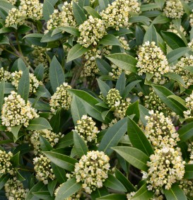 Skimmia confusa 'Kew Green' (Skimmia confusa 'Kew Green')