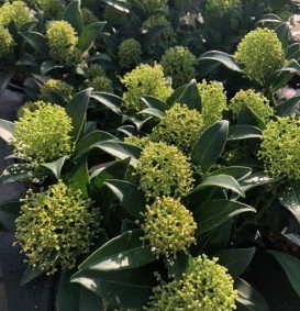 Skimmia japonica 'Godries Dwarf'