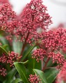Skimmia japonica 'Rubella' Skimmia japonica 'Rubella'