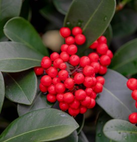 Skimmia japonica (= Skimmia oblata) (Skimmia japonica (= Skimmia oblata))