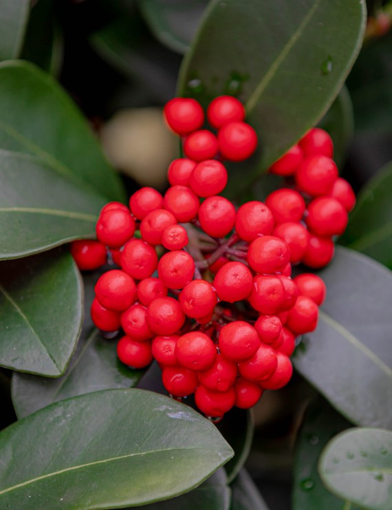 Skimmia japonica (= Skimmia oblata) (Skimmia japonica (= Skimmia oblata))