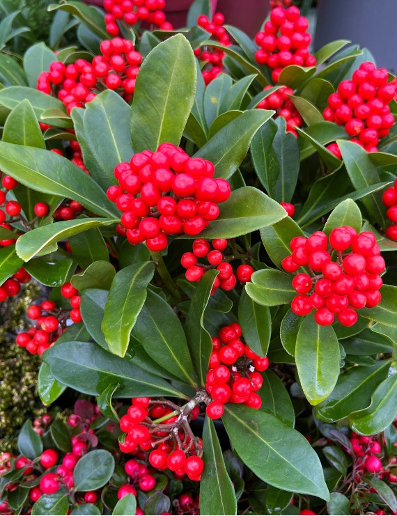 Skimmia japonica subsp. Reevesiana (Skimmia japonica subsp. Reevesiana)